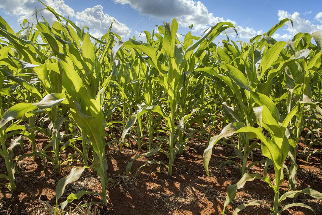 Plantio de milho em crescimento, novos brotos Imagem JPG