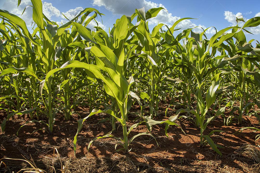 Plantio de milho em crescimento, novos brotos Imagem JPG