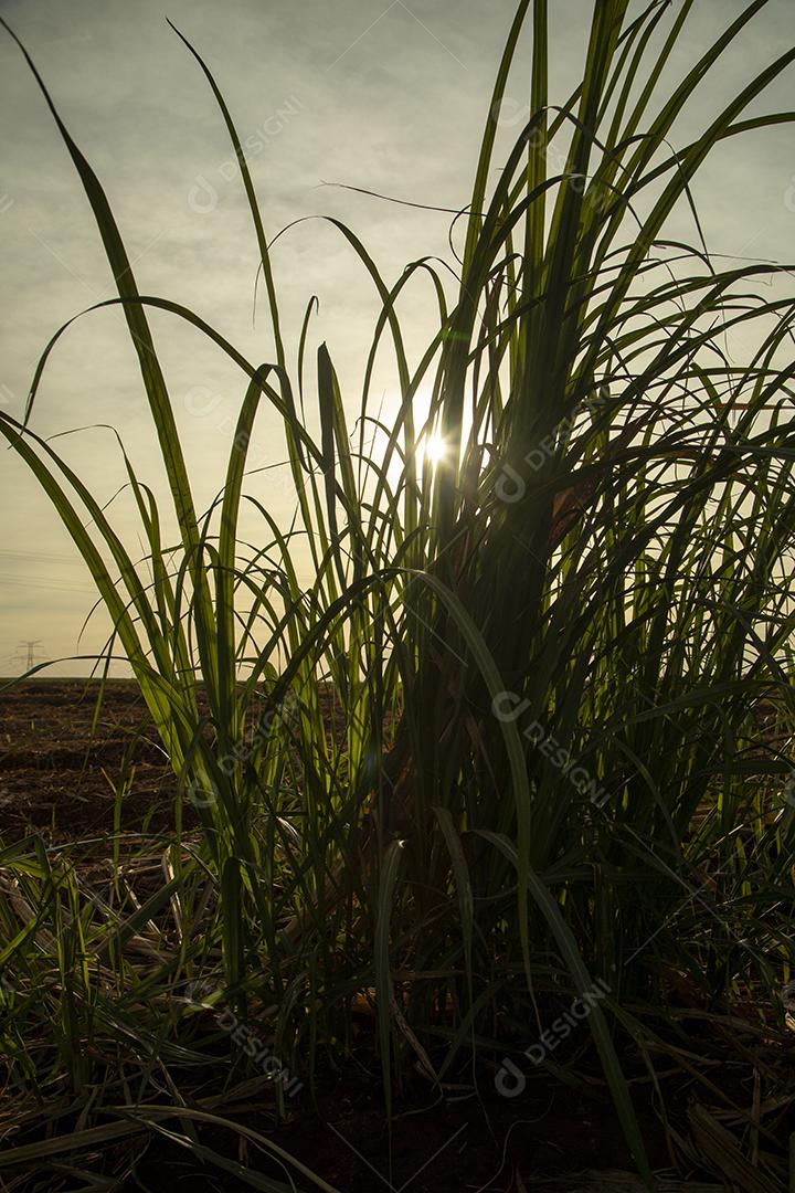 Plantação de cana-de-açúcar ao pôr do sol Imagem JPG