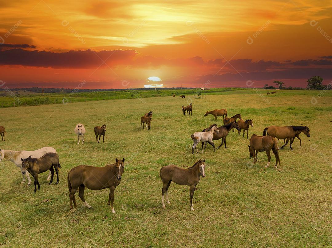 Cavalos puro-sangue pastando ao pôr do sol em um campo Imagem JPG