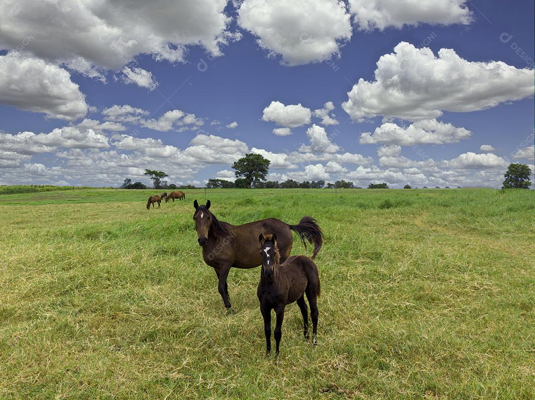 Pastagens verdes de fazendas de cavalos. Paisagem de verão do país Imagem JPG