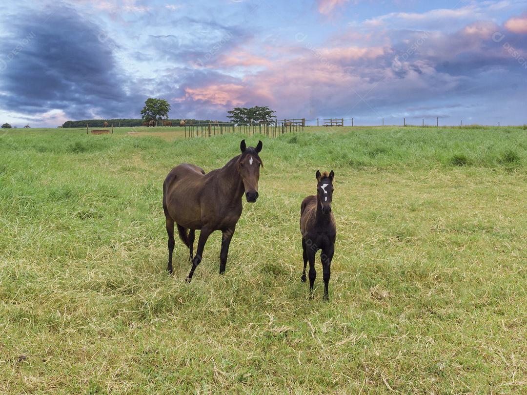 Pastagens verdes de fazendas de cavalos. Paisagem de verão do país Imagem JPG