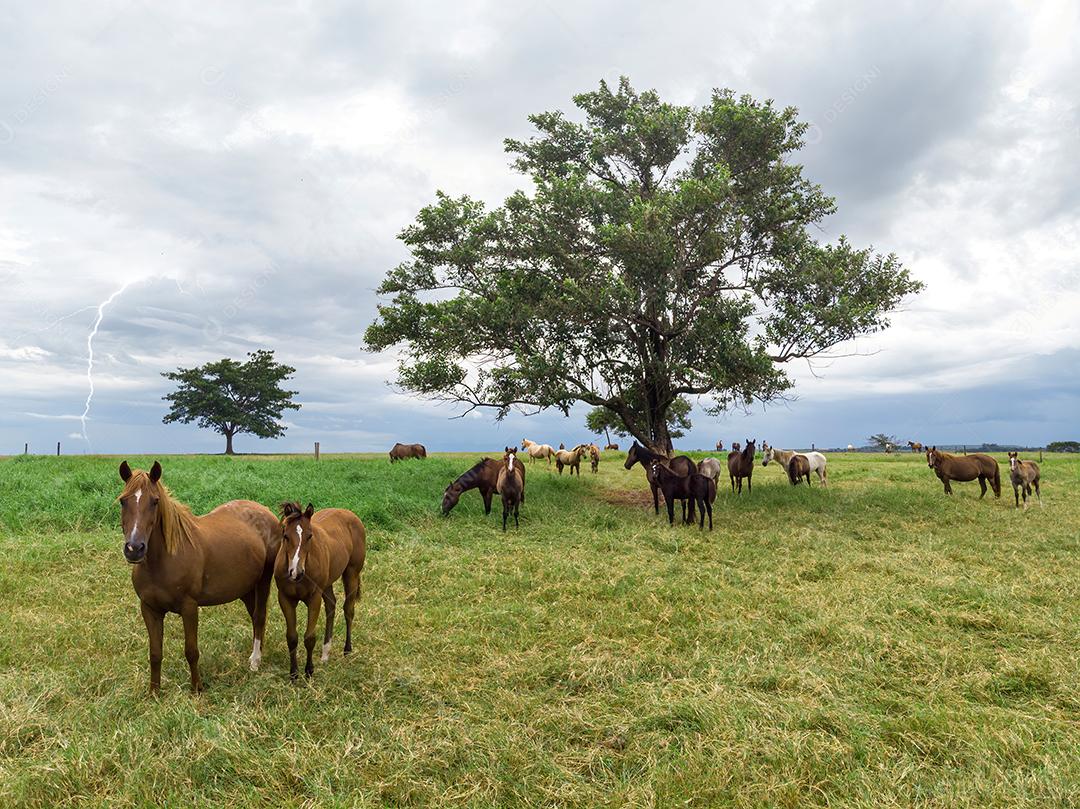 Pastagens verdes de fazendas de cavalos. Paisagem de verão do país Imagem JPG