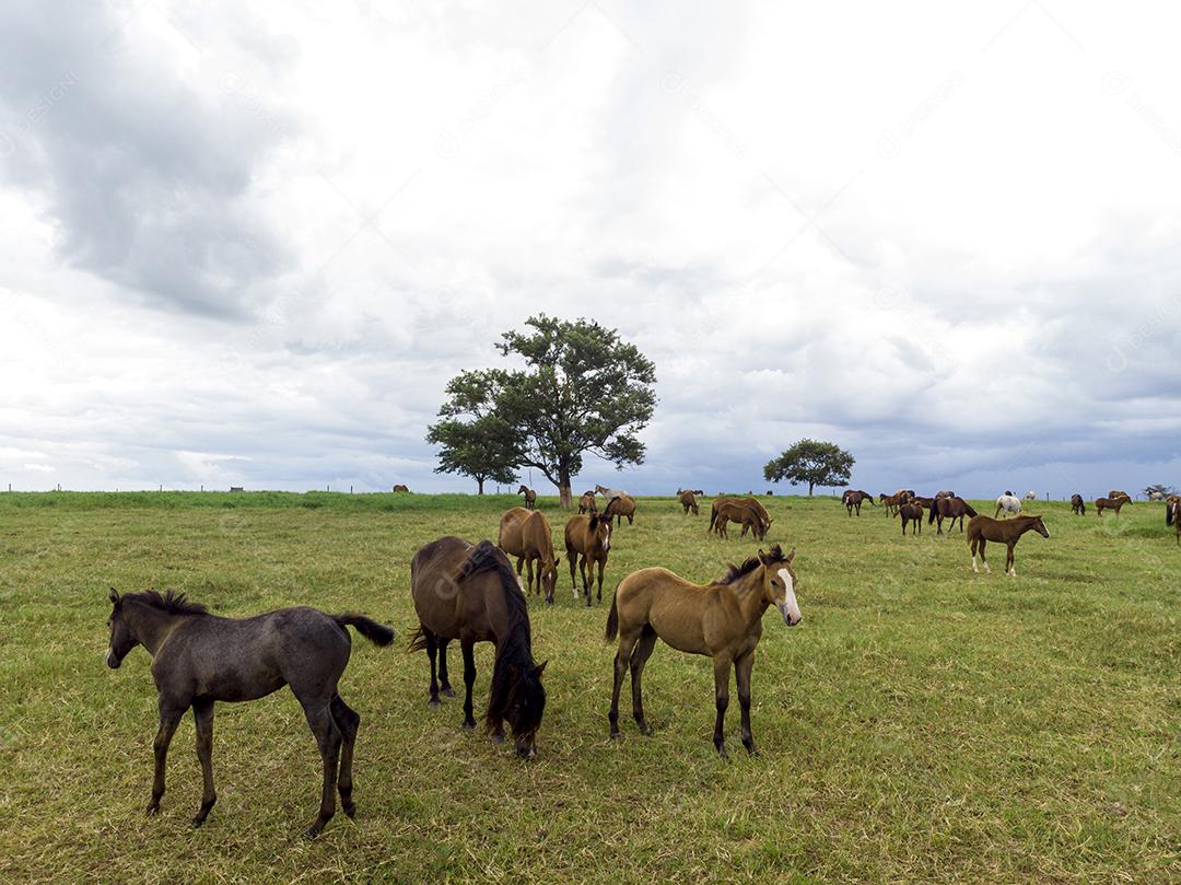 Pastagens verdes de fazendas de cavalos. Paisagem de verão do país Imagem JPG