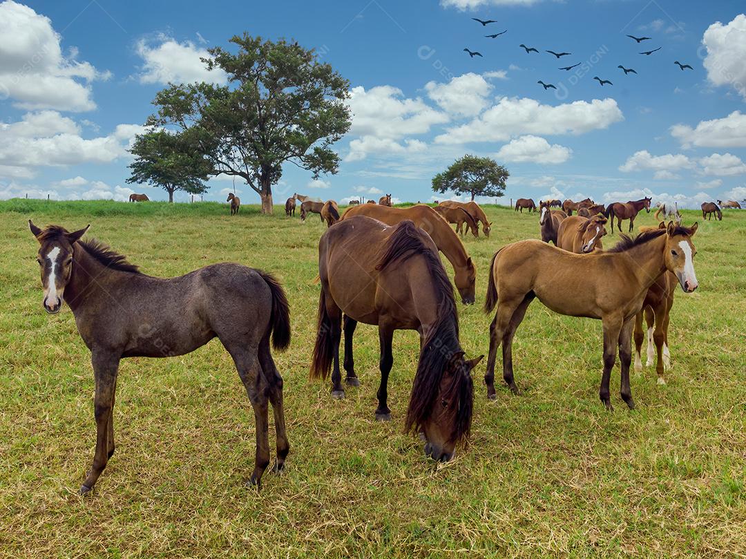 Pastagens verdes de fazendas de cavalos. Paisagem de verão do país Imagem JPG