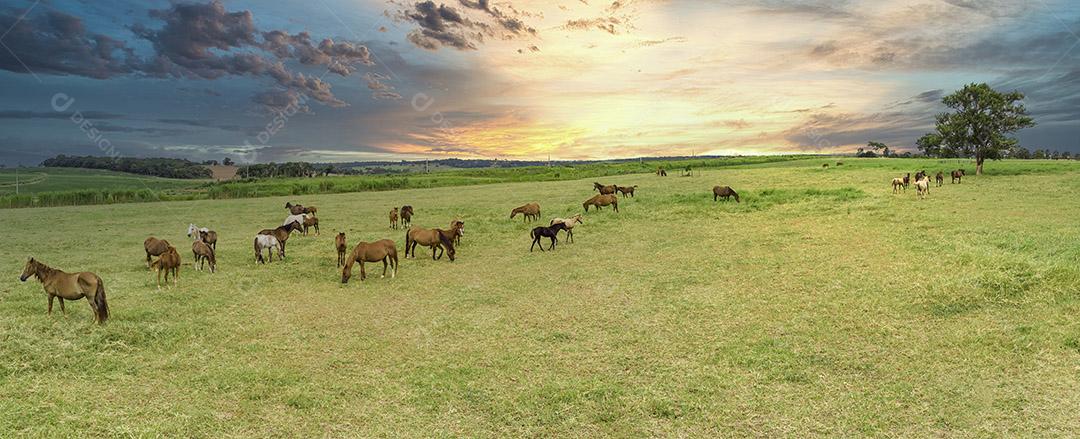 Cavalos puro-sangue pastando ao pôr do sol em um campo Imagem JPG