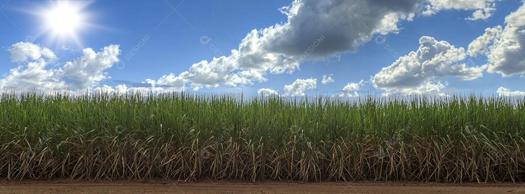 Campo de cana-de-açúcar com céu azul. A cana-de-açúcar Imagem JPG