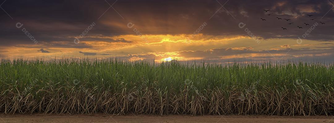 Campo de cana-de-açúcar com céu azul. A cana-de-açúcar Imagem JPG