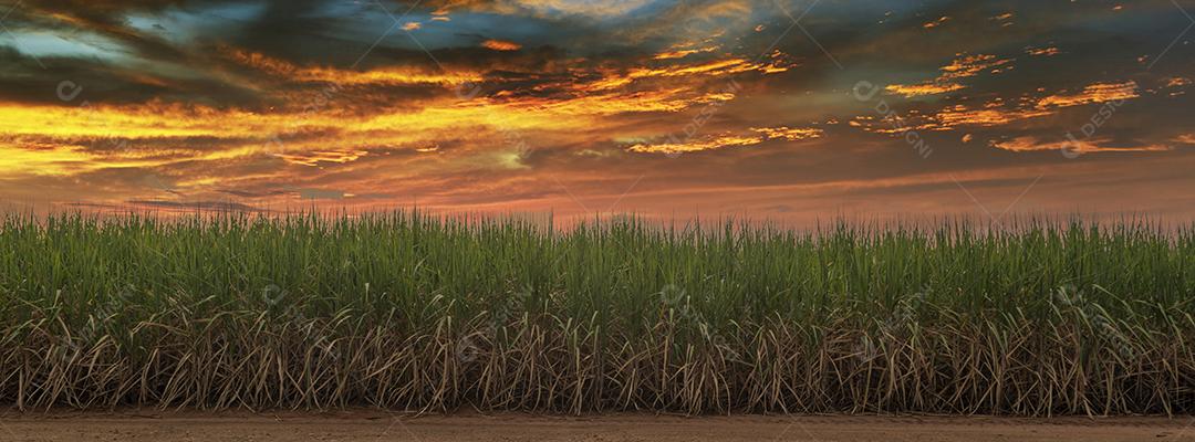 Sugar cane field with blue sky. The sugar cane Image JPG