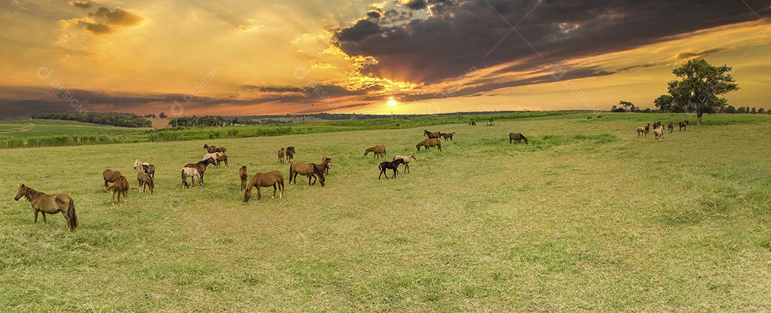 Cavalos puro-sangue pastando ao pôr do sol em um campo Imagem JPG