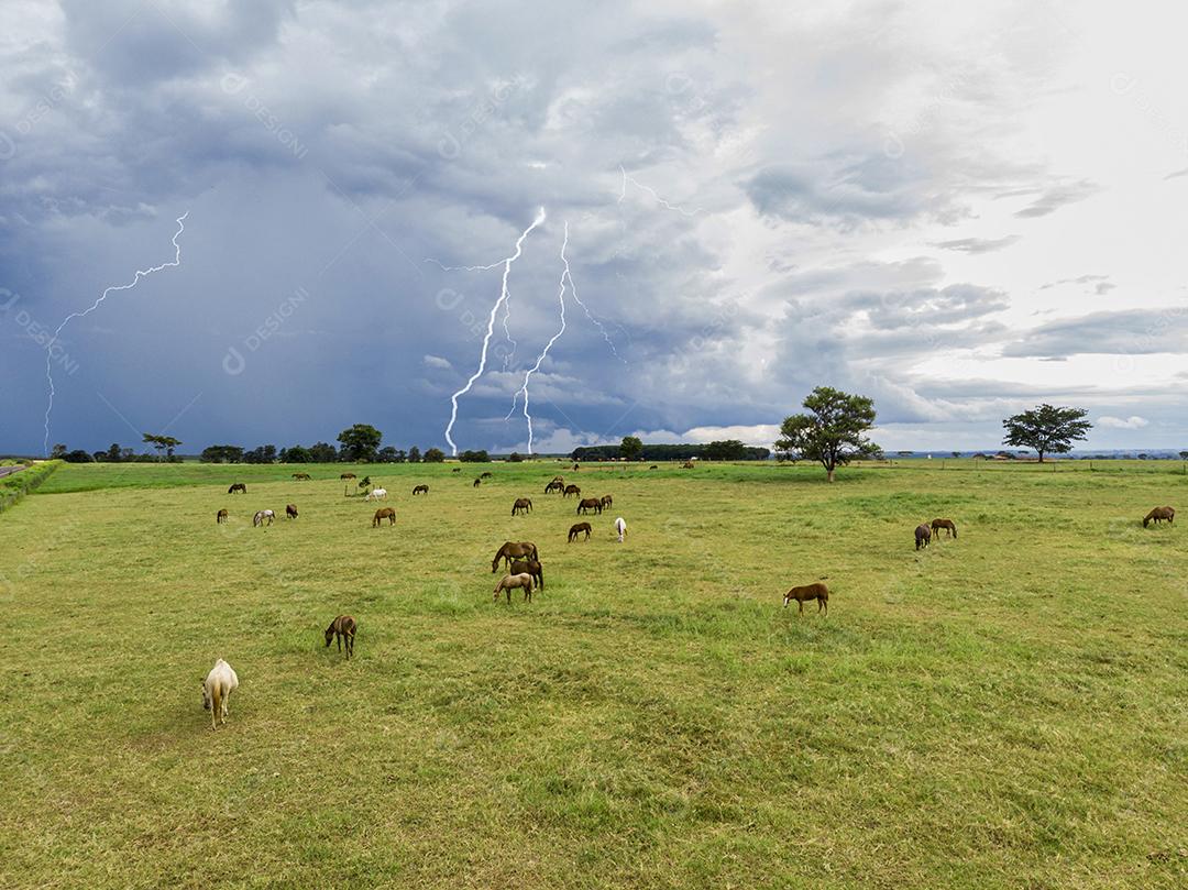 Cavalos puro-sangue bovinos pastando em dia nublado em um campo Imagem JPG