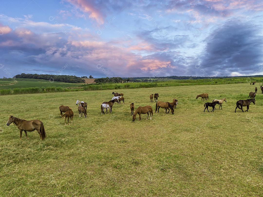 Cavalos puro-sangue pastando em dia nublado em um campo Imagem JPG