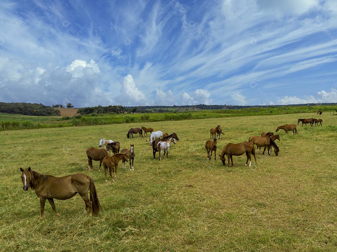 Cavalos puro-sangue pastando em dia nublado em um campo Imagem JPG