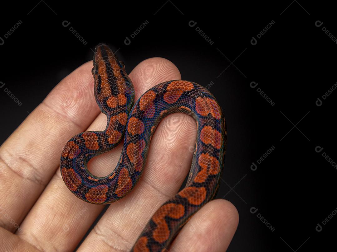 Epicrates cenchria é uma espécie de jibóia endêmica Imagem JPG