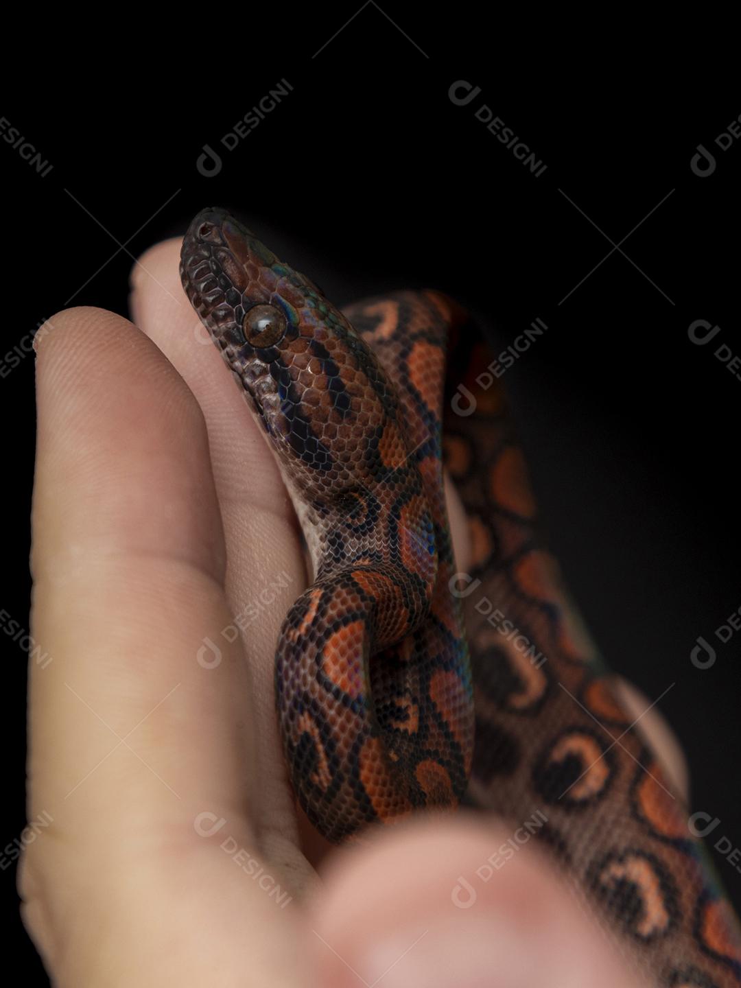 Epicrates cenchria é uma espécie de jibóia endêmica Imagem JPG