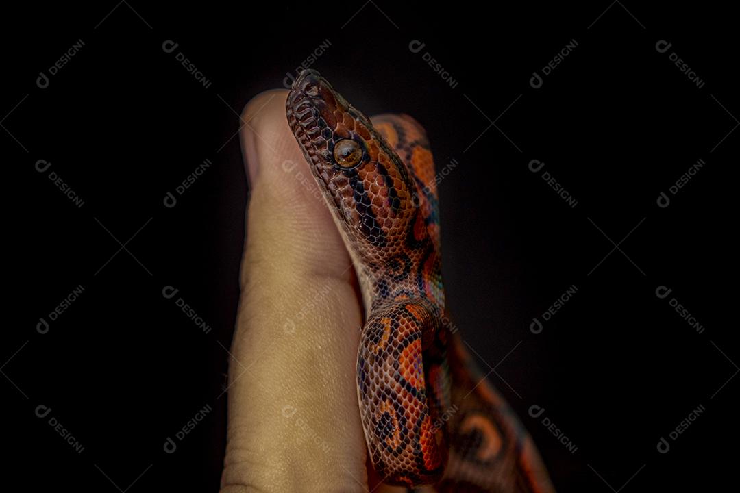 Epicrates cenchria é uma espécie de jibóia endêmica Imagem JPG