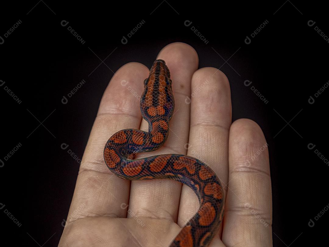 Epicrates cenchria é uma espécie de jibóia endêmica Imagem JPG