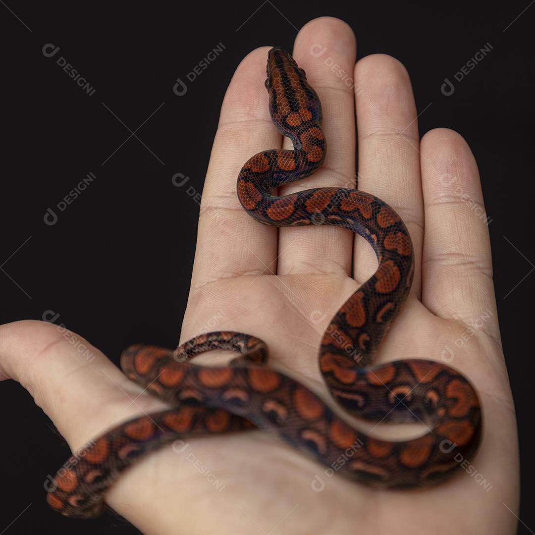 Epicrates cenchria é uma espécie de jibóia endêmica Imagem JPG