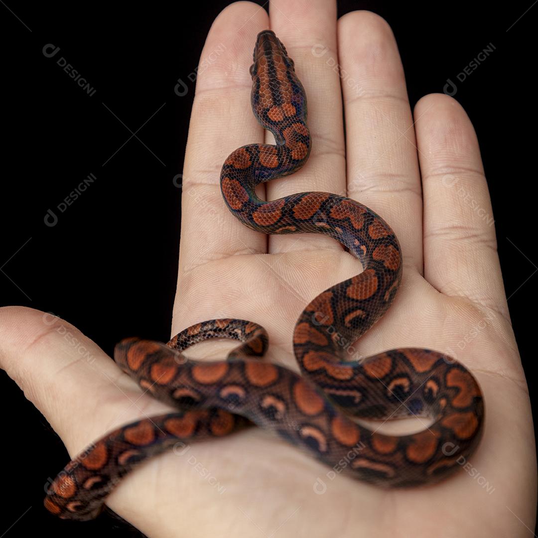 Epicrates cenchria é uma espécie de jibóia endêmica Imagem JPG