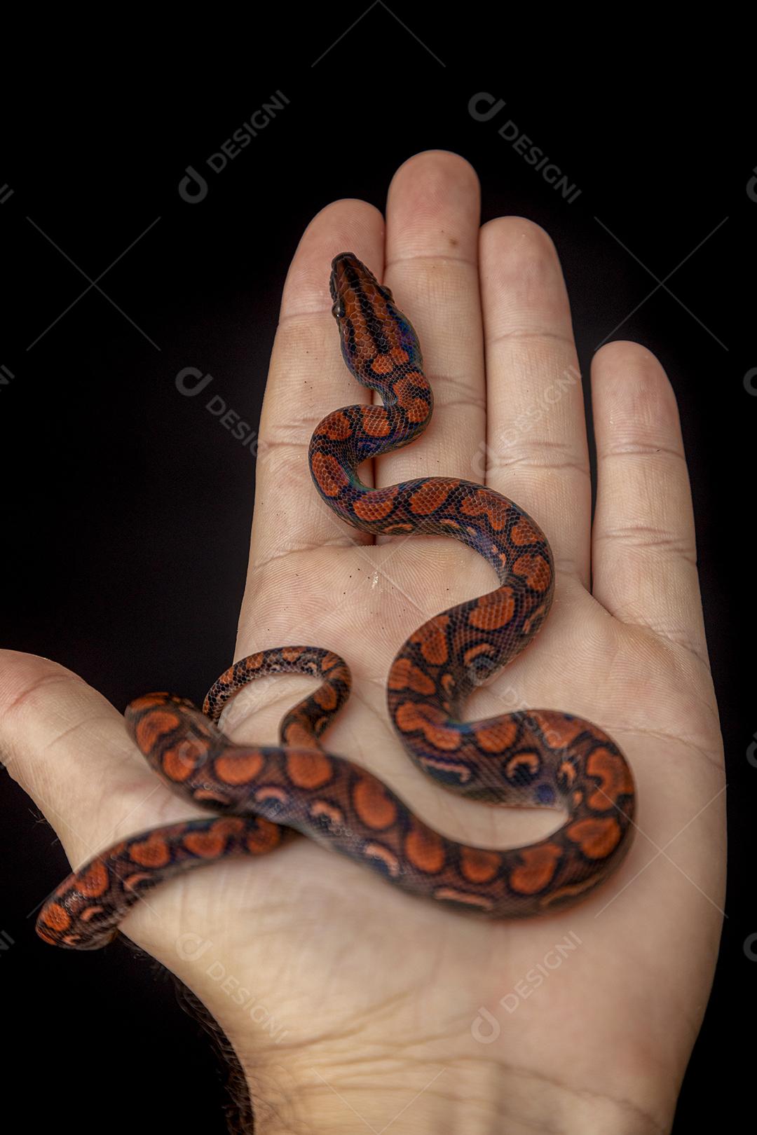 Epicrates cenchria é uma espécie de jibóia endêmica Imagem JPG