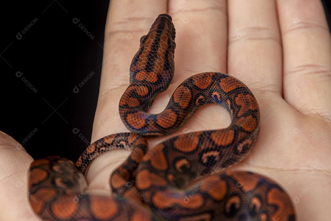 Epicrates cenchria é uma espécie de jibóia endêmica Imagem JPG