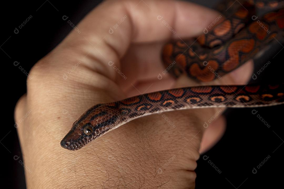 Epicrates cenchria é uma espécie de jibóia endêmica Imagem JPG