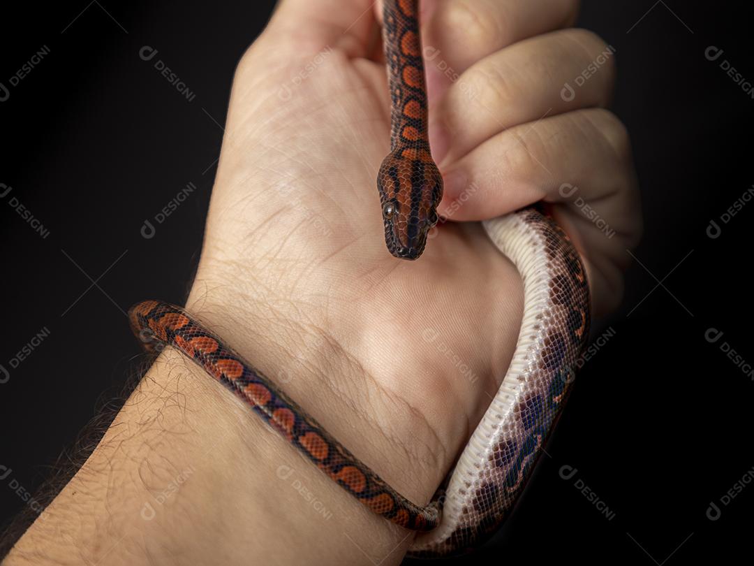 Epicrates cenchria é uma espécie de jibóia endêmica Imagem JPG