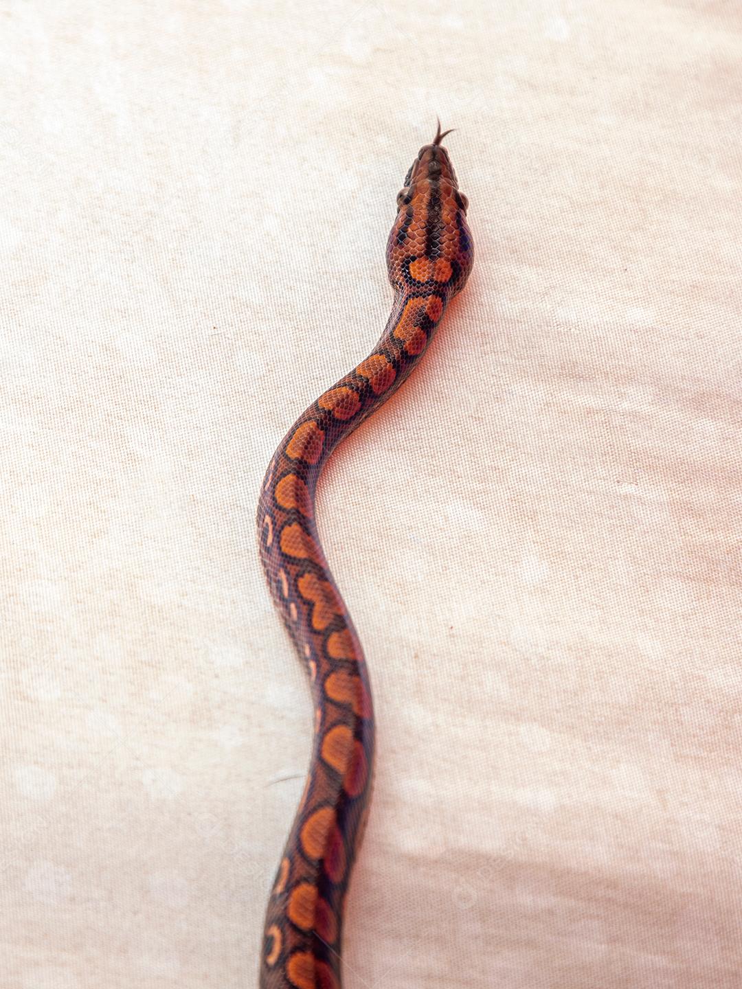 Epicrates cenchria é uma espécie de jibóia endêmica Imagem JPG