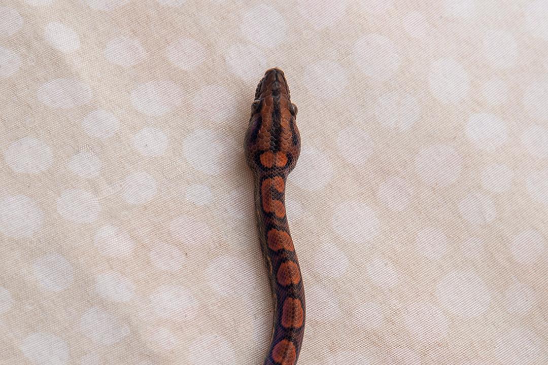 Epicrates cenchria é uma espécie de jibóia endêmica Imagem JPG