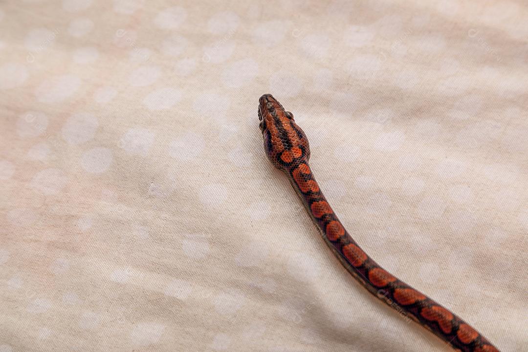 Epicrates cenchria é uma espécie de jibóia endêmica Imagem JPG