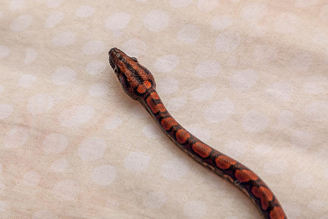 Epicrates cenchria é uma espécie de jibóia endêmica Imagem JPG