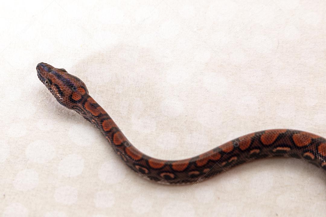 Epicrates cenchria é uma espécie de jibóia endêmica Imagem JPG