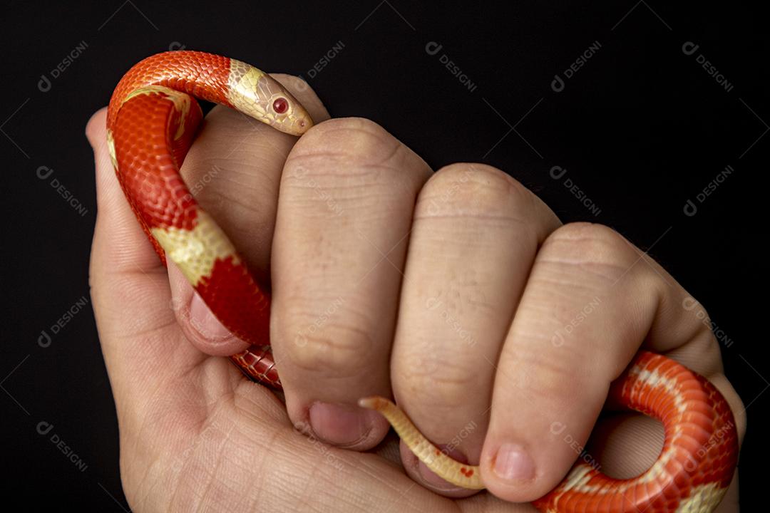 Lampropeltis triangulum comumente conhecido como a cobra do leite Imagem JPG