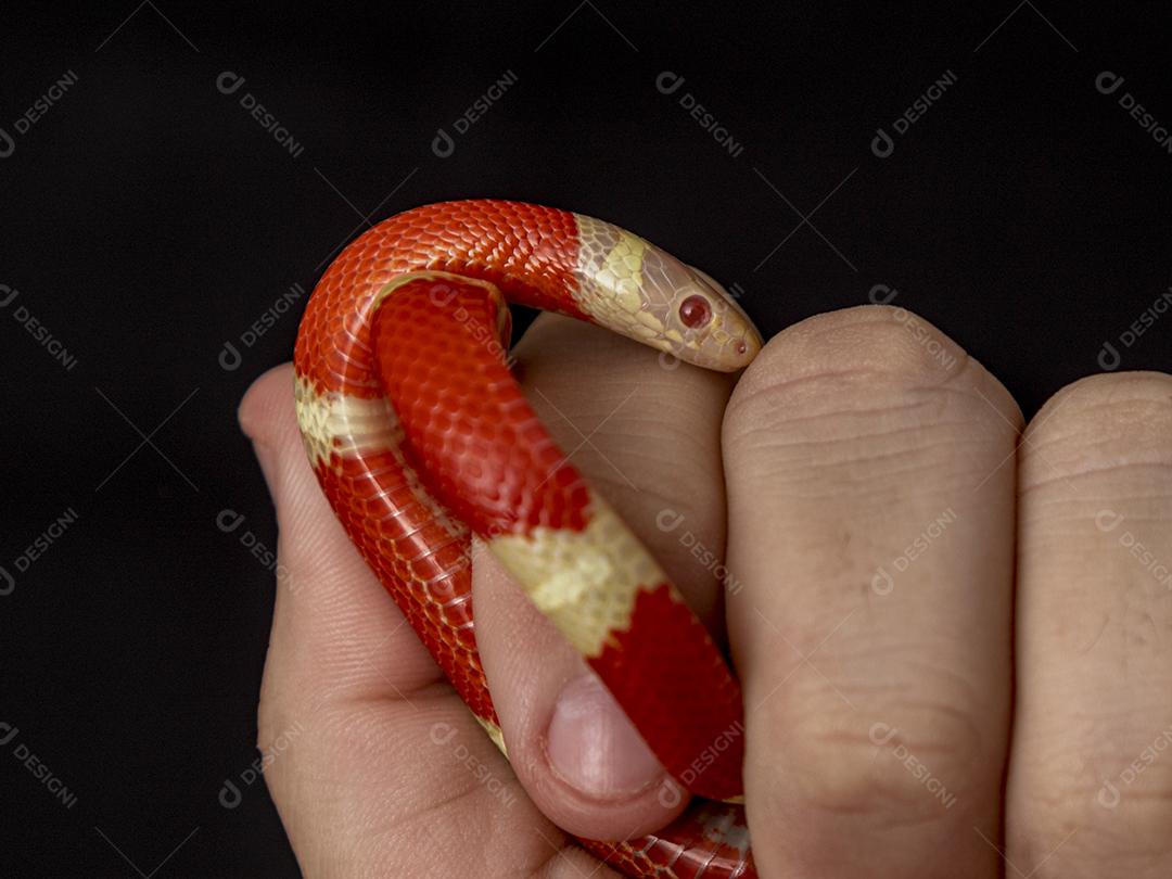 Lampropeltis triangulum comumente conhecido como a cobra do leite Imagem JPG