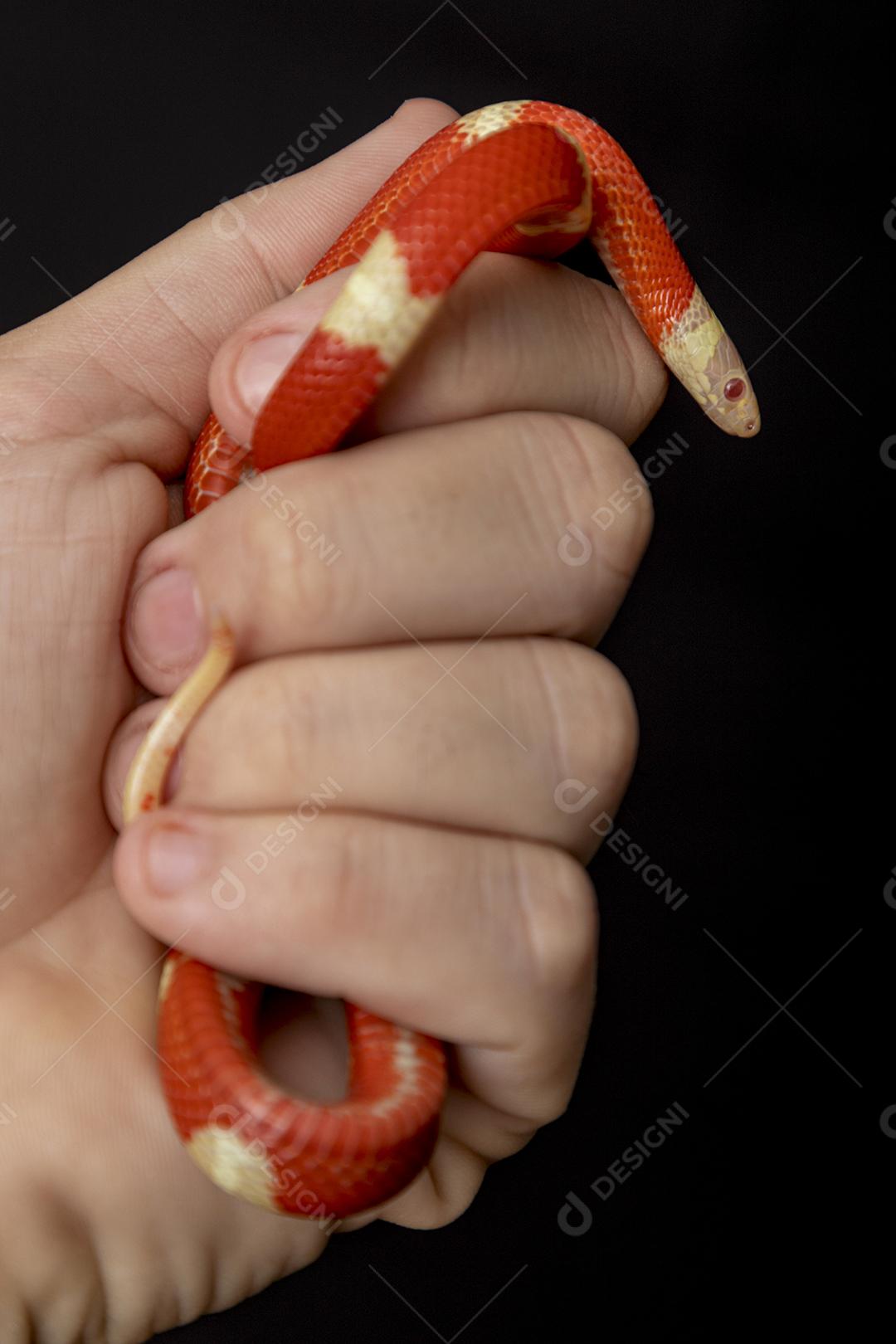 Lampropeltis triangulum comumente conhecido como a cobra do leite Imagem JPG