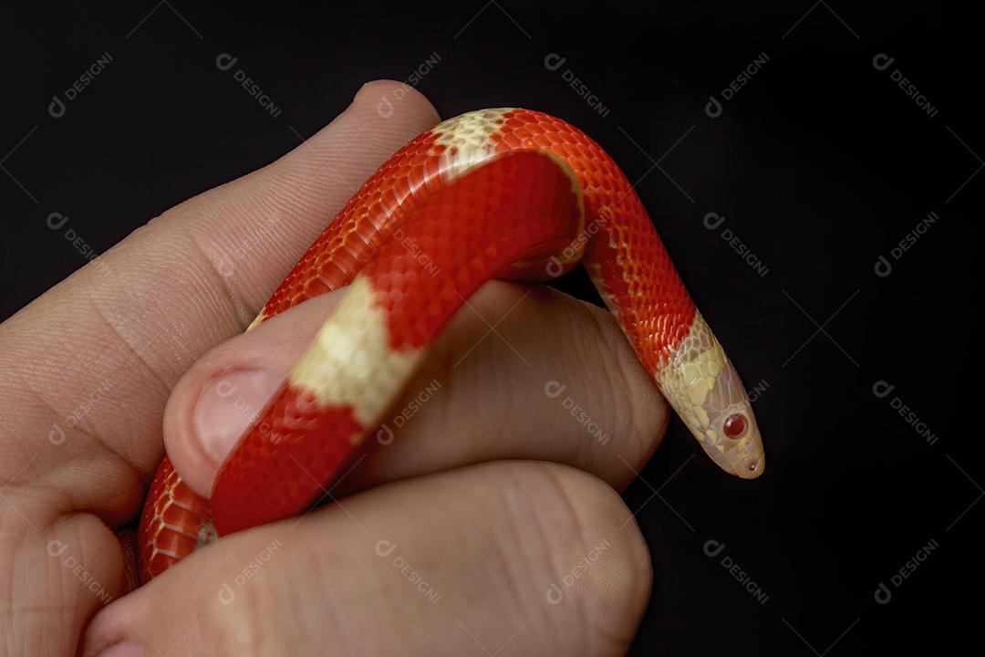 Lampropeltis triangulum comumente conhecido como a cobra do leite Imagem JPG