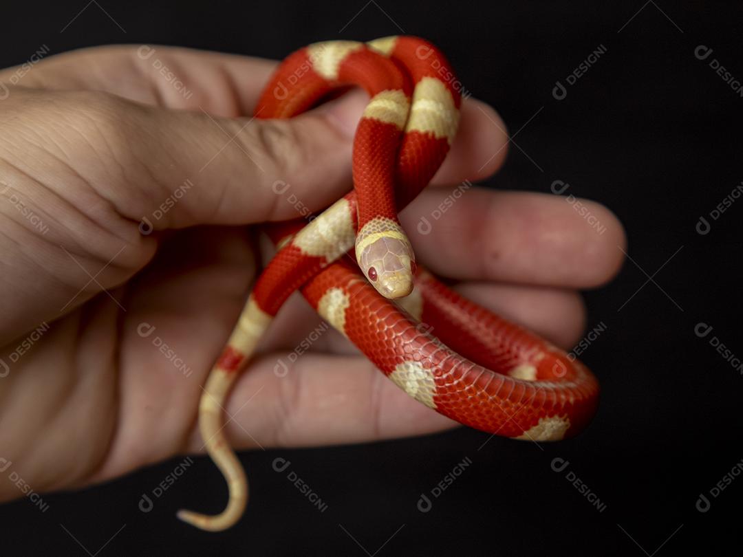 Lampropeltis triangulum comumente conhecido como a cobra do leite Imagem JPG