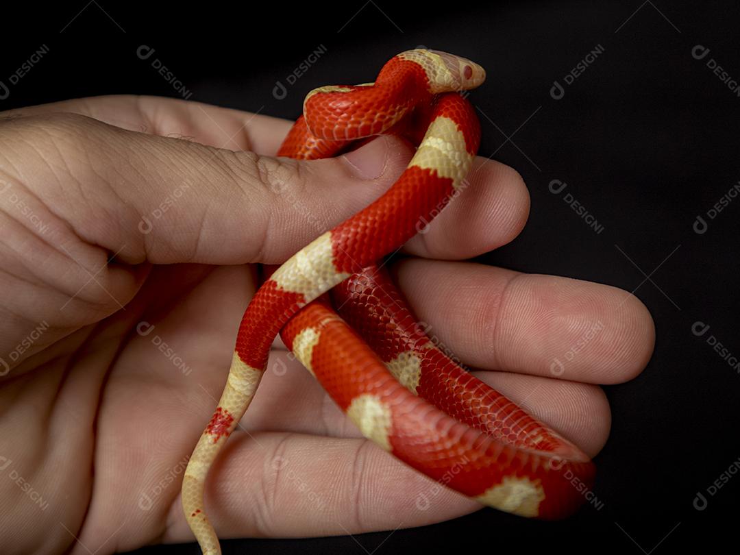 Lampropeltis triangulum comumente conhecido como a cobra do leite Imagem JPG