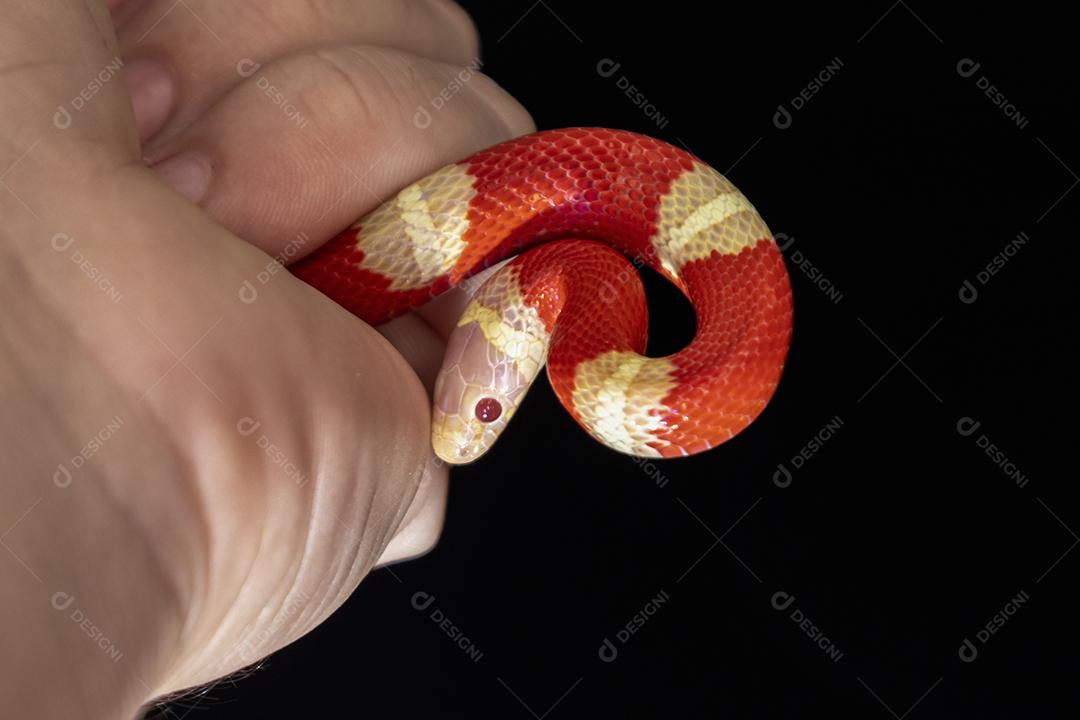 Lampropeltis triangulum comumente conhecido como a cobra do leite Imagem JPG