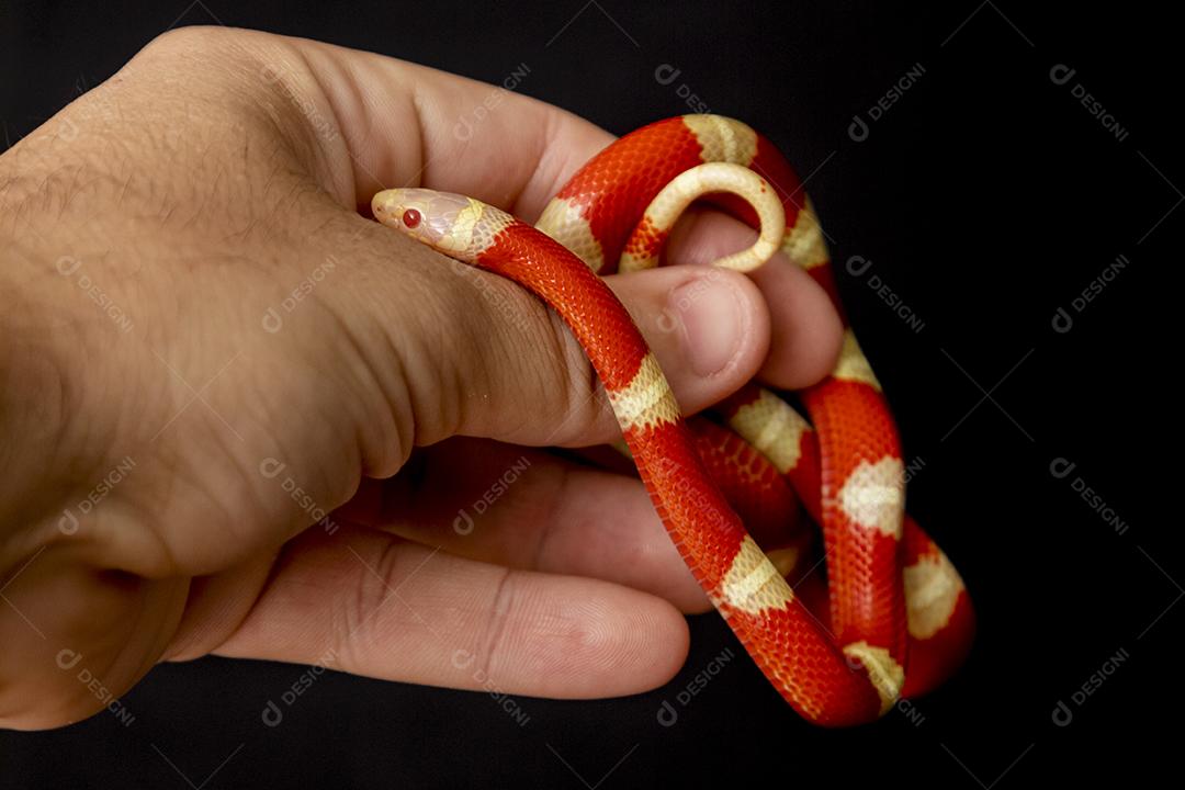 Lampropeltis triangulum comumente conhecido como a cobra do leite Imagem JPG