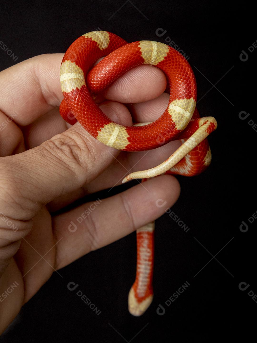 Lampropeltis triangulum comumente conhecido como a cobra do leite Imagem JPG