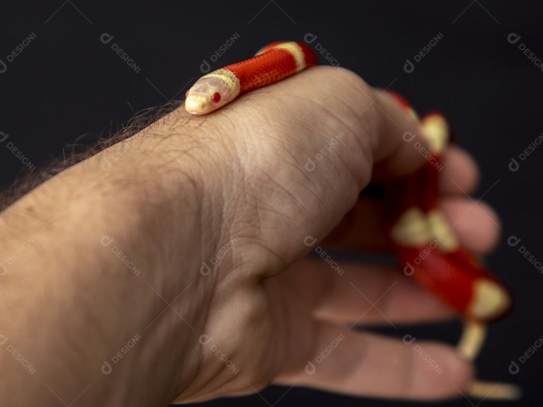 Lampropeltis triangulum comumente conhecido como a cobra do leite Imagem JPG