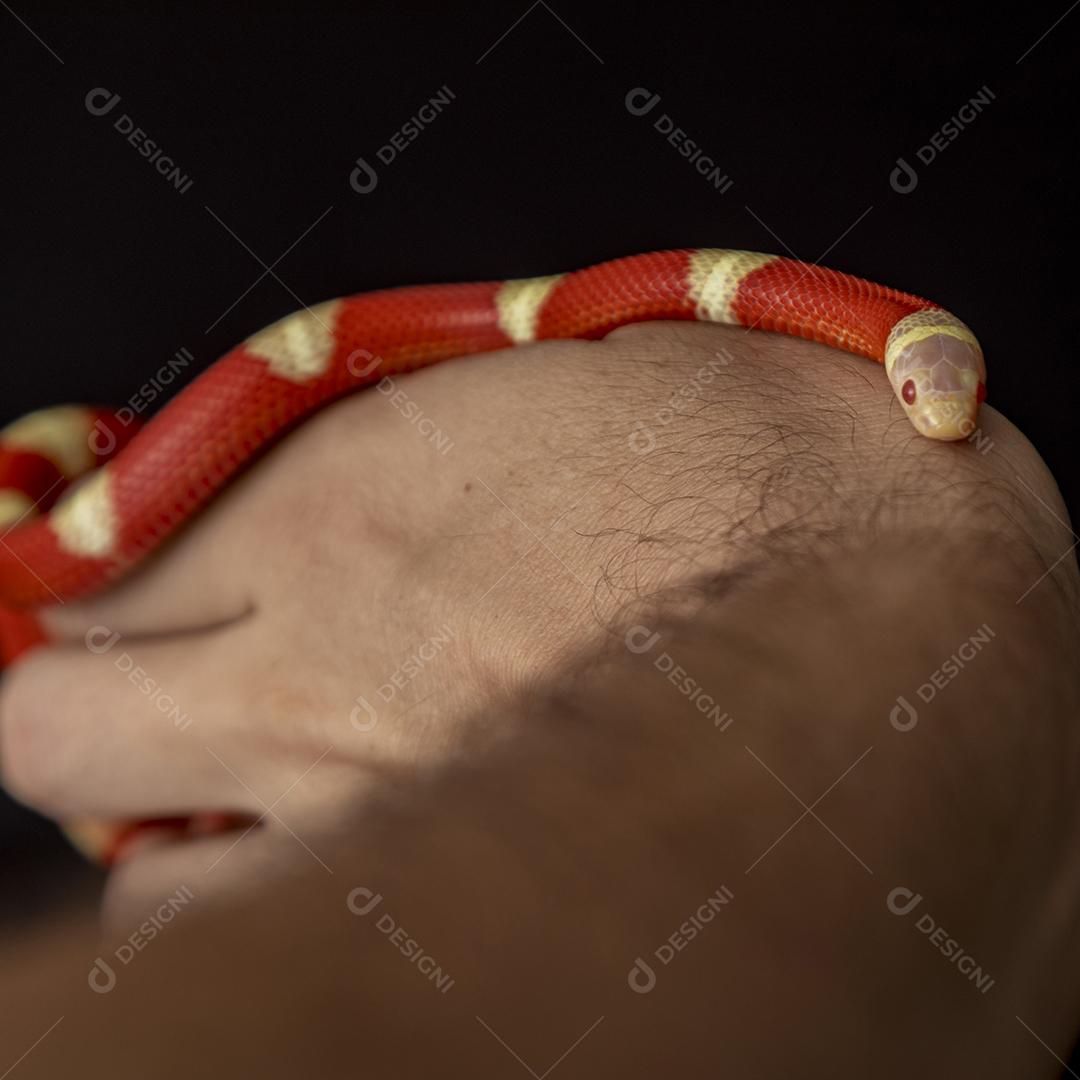 Lampropeltis triangulum comumente conhecido como a cobra do leite Imagem JPG