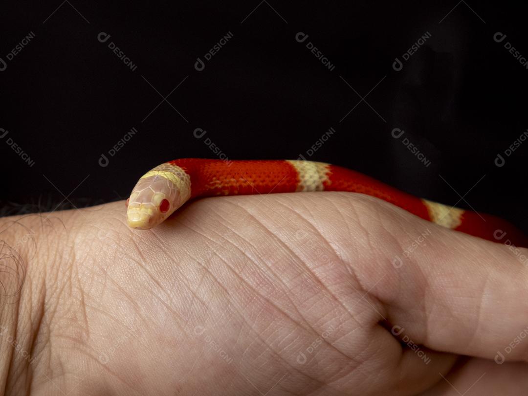 Lampropeltis triangulum comumente conhecido como a cobra do leite Imagem JPG