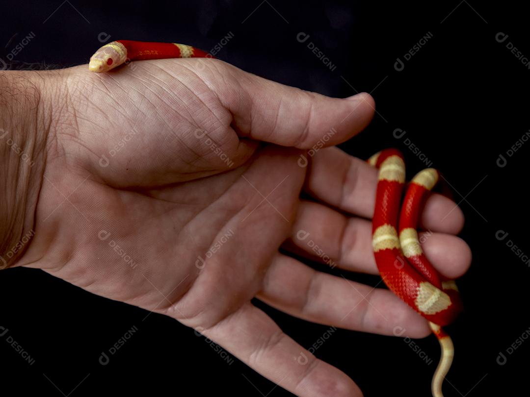 Lampropeltis triangulum comumente conhecido como a cobra do leite Imagem JPG