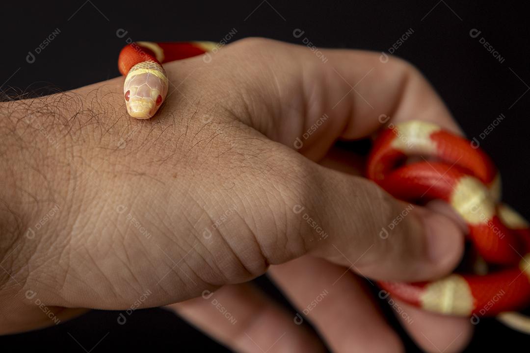 Epicrates cenchria é uma espécie de jibóia endêmica Imagem JPG