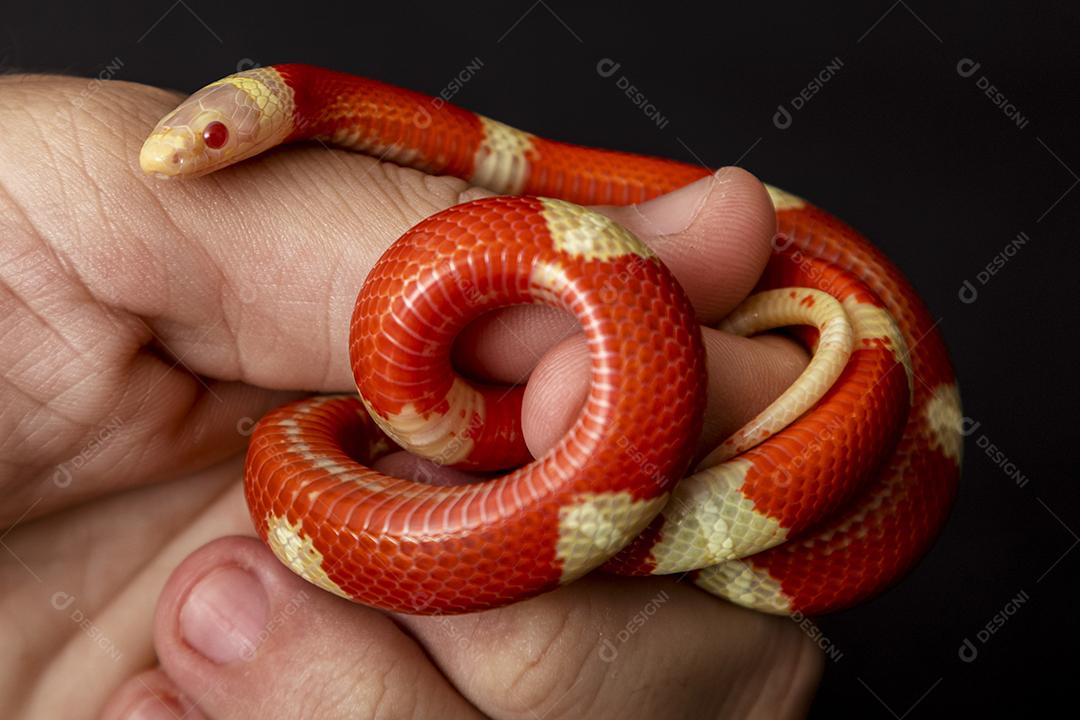 Lampropeltis triangulum comumente conhecido como a cobra do leite Imagem JPG