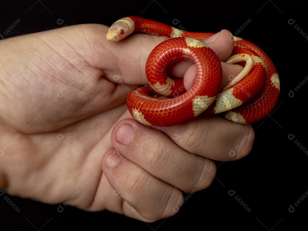 Lampropeltis triangulum comumente conhecido como a cobra do leite Imagem JPG