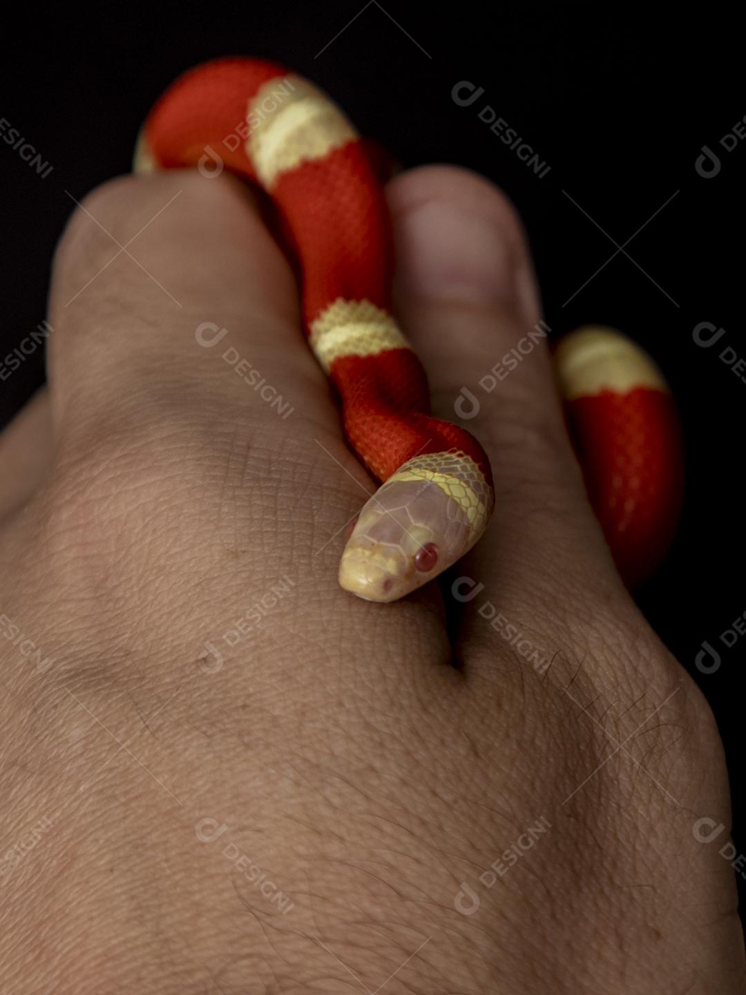 Lampropeltis triangulum comumente conhecido como a cobra do leite Imagem JPG