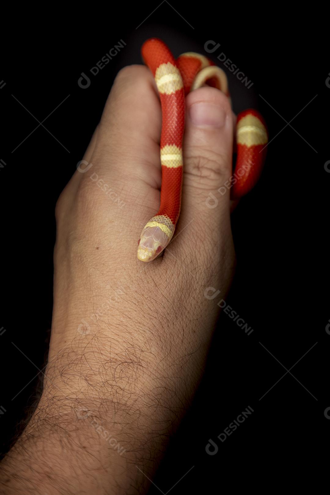 Lampropeltis triangulum comumente conhecido como a cobra do leite Imagem JPG